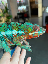 Load image into Gallery viewer, AMBILOBE male: Riot/JJ/Bolt (J5)