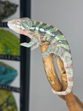 Load image into Gallery viewer, AMBILOBE Male Panther Chameleon: (E1)