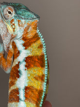 Load image into Gallery viewer, AMBANJA Panther Chameleon: (J7)