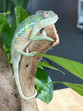 Load image into Gallery viewer, Ambilobe male: Flash x Rocky (R6)