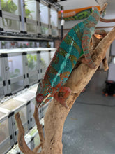 Load image into Gallery viewer, Ambilobe male: JIMMY WALKER