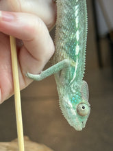 Load image into Gallery viewer, AMBANJA Panther Chameleon: Dubois x Ellie (S4)
