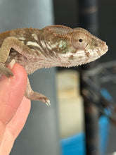 Load image into Gallery viewer, AMBILOBE FEMALE Panther Chameleon: šŗ (O11)