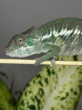 Load image into Gallery viewer, ANKILOBE Panther Chameleon: Ankify x Ambilobe (Q7)