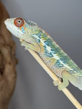 Load image into Gallery viewer, 🌈 Young Male Ambilobe Panther Chameleon | Flash Jr. x Aslan - Bold Coloration, Friendly Temperament | E34