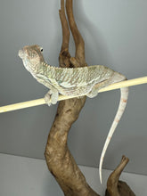 Load image into Gallery viewer, AMBILOBE Panther Chameleon male: (E4)