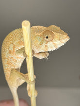 Load image into Gallery viewer, AMBILOBE FEMALE - Flash x Phoenix female 🚺 (R15)