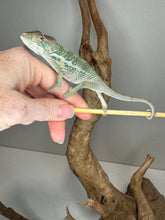 Load image into Gallery viewer, AMBILOBE Panther Chameleon male:(E31)