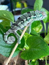 Load image into Gallery viewer, Ambilobe male: Flash x Rocky (R8)