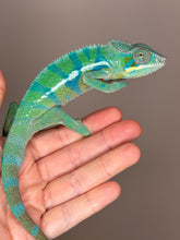 Load image into Gallery viewer, AMBANJA Panther Chameleon: (E21)