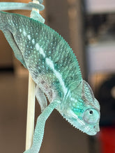 Load image into Gallery viewer, AMBANJA x WC male (I2)