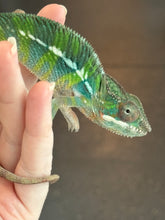 Load image into Gallery viewer, AMBILOBE Panther Chameleon: Frank x Sandy (J6)
