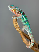 Load image into Gallery viewer, AMBILOBE Male Panther Chameleon: (K1)