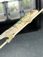 Load image into Gallery viewer, AMBILOBE male: Sam x Amie (Q4)