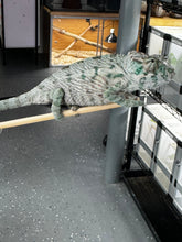 Load image into Gallery viewer, AMBANJA X ANKIFY Panther Chameleon:(S4)