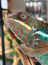 Load image into Gallery viewer, Ambilobe Panther Chameleon Riot/JJ/Bolt