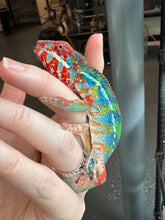 Load image into Gallery viewer, AMBILOBE Panther Chameleon: (J1)