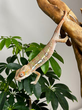 Load image into Gallery viewer, Ambilobe Male (R9)