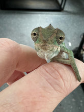 Load image into Gallery viewer, Ambilobe male panther chameleon: Flash x Opal (S3)