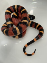 Load image into Gallery viewer, Apricot Pueblan Milk Snake- (MS3)