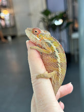 Load image into Gallery viewer, AMBILOBE panther chameleon: Flash x Opal (R13)