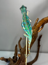 Load image into Gallery viewer, AMBILOBE Panther Chameleon: Frank x Sandy (S14)