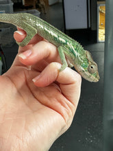 Load image into Gallery viewer, Ambilobe male panther chameleon: Flash x Opal (S3)