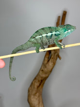 Load image into Gallery viewer, AMBANJA Panther Chameleon: (E7)