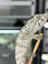 Load image into Gallery viewer, AMBILOBE male: Starburst x Margaret (R8)