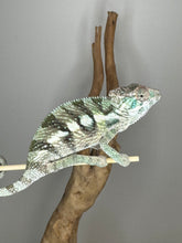 Load image into Gallery viewer, Sambava Male: Marley x Mabel (E11)