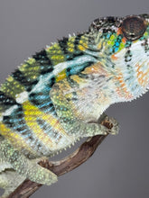 Load image into Gallery viewer, AMBILOBE Panther Chameleon: (E16)