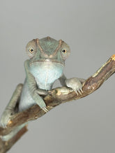Load image into Gallery viewer, SAMBAVA FEMALE Panther Chameleon: 🚺 (S10)