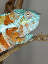 Load image into Gallery viewer, AMBANJA Panther Chameleon: (J7)