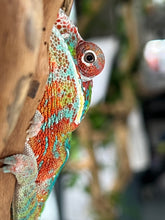Load image into Gallery viewer, Ambilobe male: WC Hawkeye x Nugget (J1)