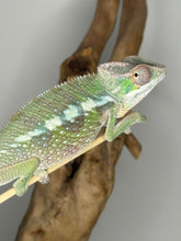 Load image into Gallery viewer, SAMBAVA Panther Chameleon male: (E10)
