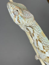 Load image into Gallery viewer, AMBANJA FEMALE Panther Chameleon: đș (R1)