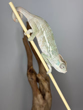 Load image into Gallery viewer, AMBILOBE Panther Chameleon male: (E25)