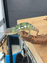Load image into Gallery viewer, AMBILOBE male: Sam x Amie (R19)