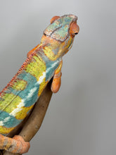 Load image into Gallery viewer, AMBILOBE Panther Chameleon: (J5)
