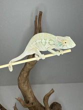 Load image into Gallery viewer, NOSY BE FEMALE Panther Chameleon: Neptune x Marina 🚺 (S2)