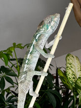 Load image into Gallery viewer, SURPRISE male: (R7)