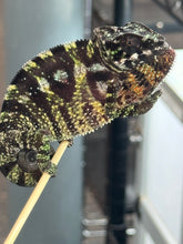 Load image into Gallery viewer, SAMBAVA Panther Chameleon: Marley x Mabel (Q11)