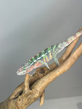 Load image into Gallery viewer, AMBILOBE Male Panther Chameleon: (E1)