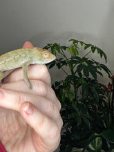 Load image into Gallery viewer, AMBILOBE FEMALE Panther Chameleon: Rogue x Phoenix (S12)