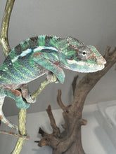 Load image into Gallery viewer, AMBILOBE Male Panther Chameleon: (E14)