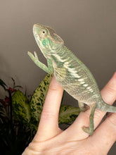 Load image into Gallery viewer, ANKILOBE Panther Chameleon: Ankify x Ambilobe (Q7)