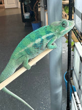 Load image into Gallery viewer, AMBANJA Panther Chameleon: (E22)