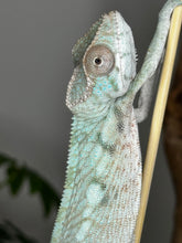Load image into Gallery viewer, AMBILOBE FEMALE Panther Chameleon: Rogue x Phoenix (S11)