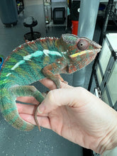 Load image into Gallery viewer, Ambilobe Panther Chameleon Riot/JJ/Bolt