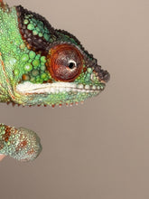 Load image into Gallery viewer, AMBANJA Panther Chameleon: (J8)